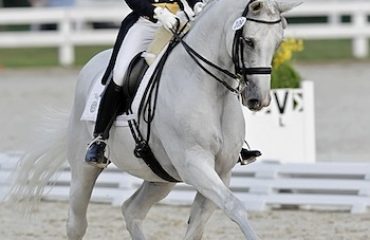 2405 five q dressage ChaseHickok Palermo 11JYRC5647 CopyrightSusanJStickle com