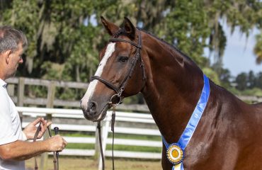 GP Dressage Stallion Don Quichot.pcTamiJohnsonMasterworksCreative